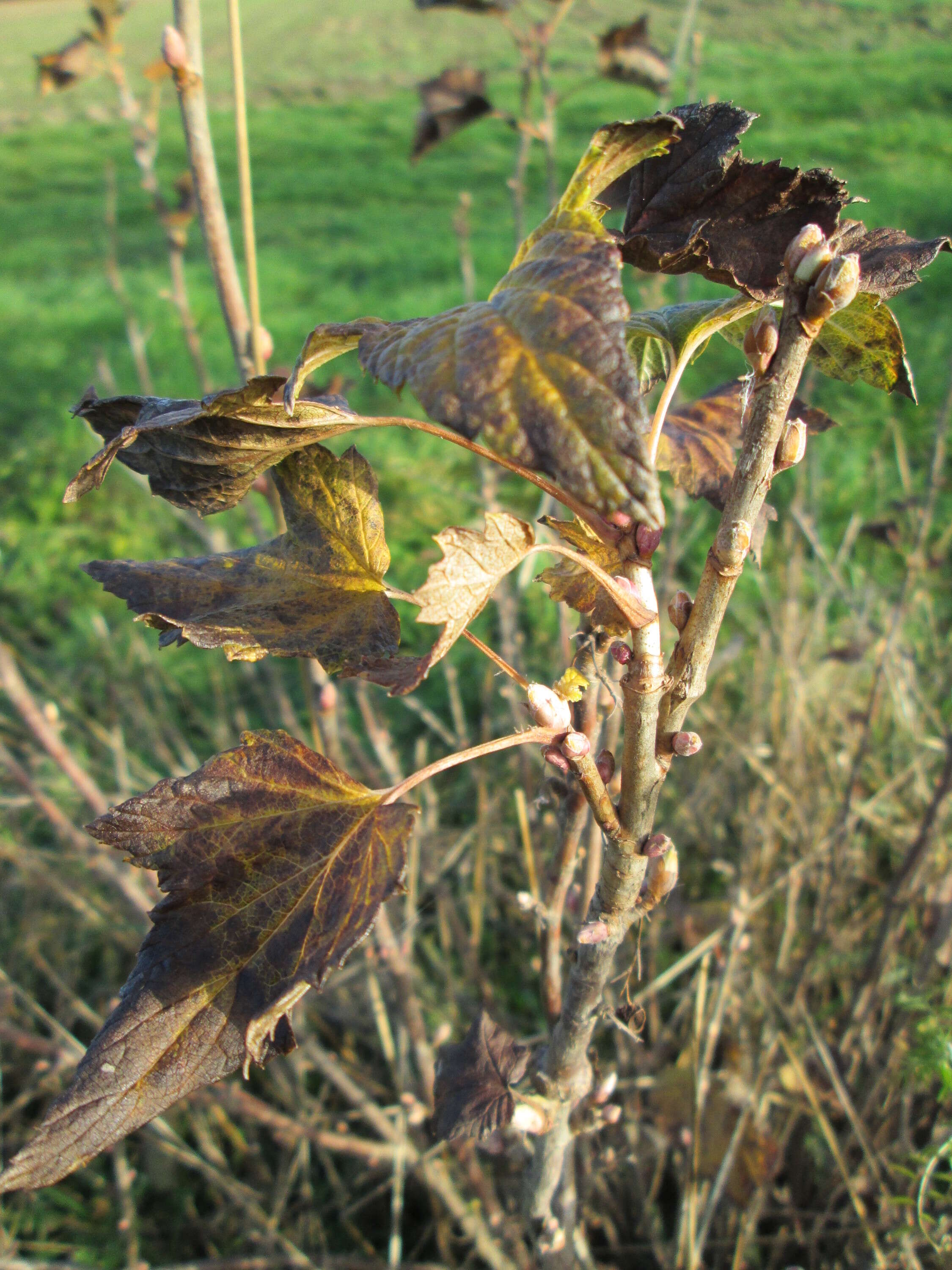 Image of European gooseberry