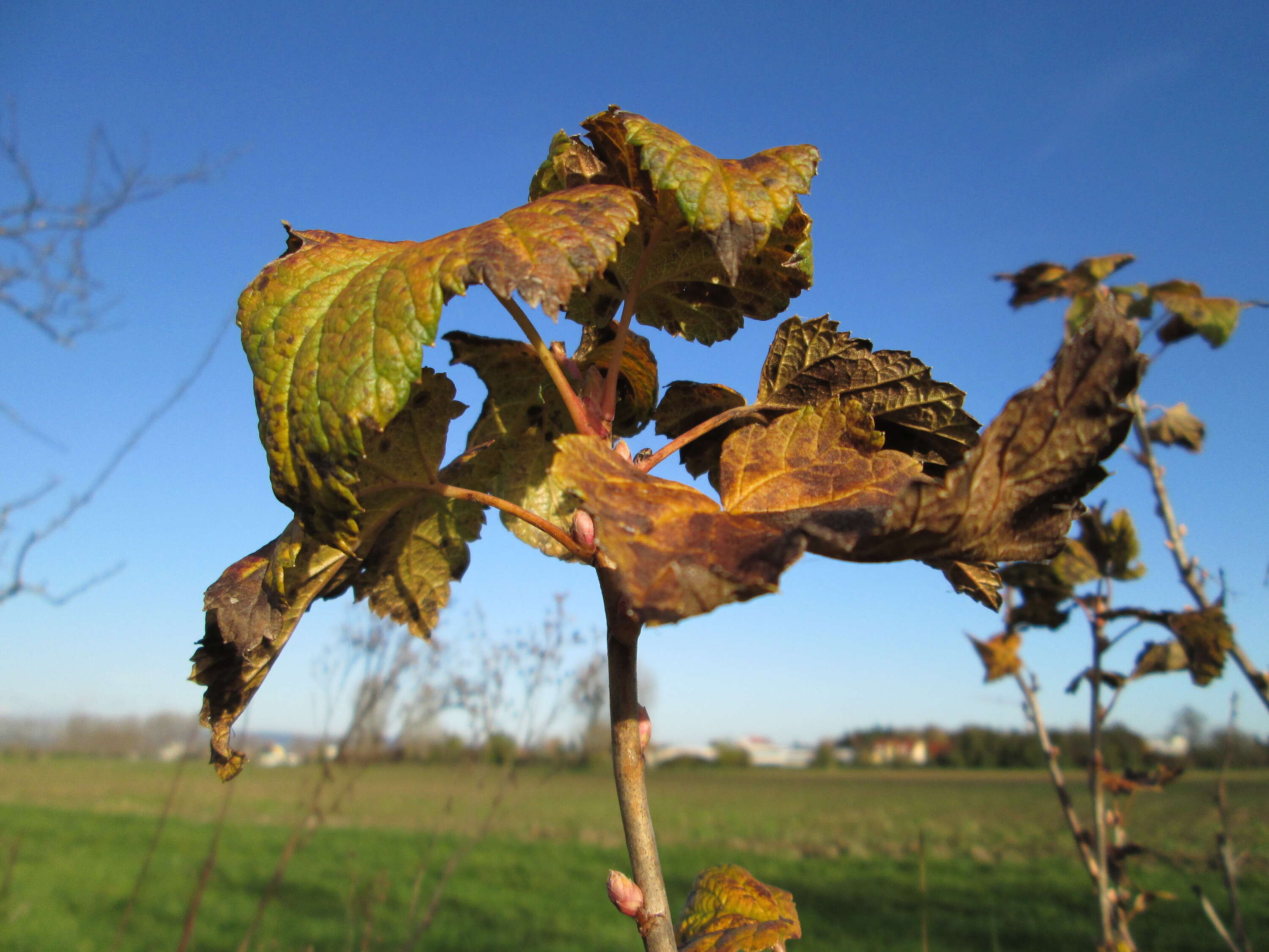 Image of European gooseberry