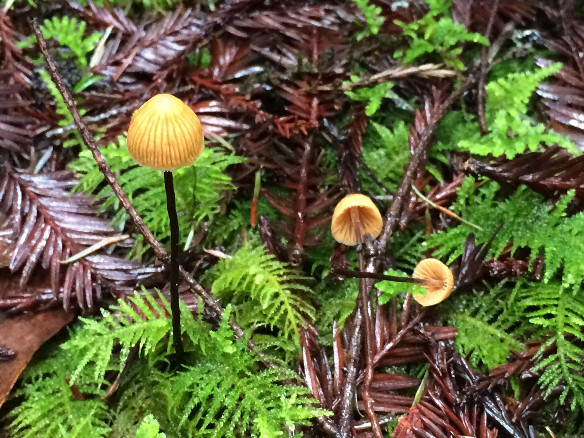 Imagem de Galerina vittiformis (Fr.) Singer 1950