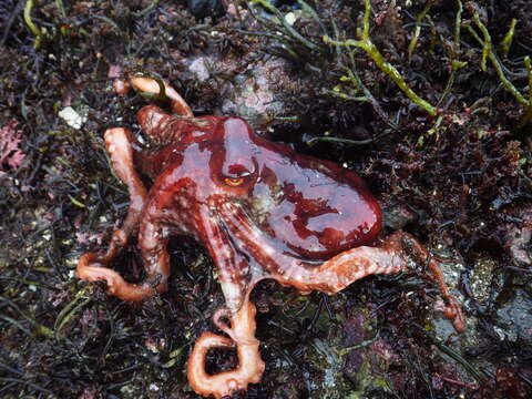 Image of East Pacific red octopus