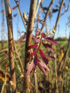 Image of Hairy Tare