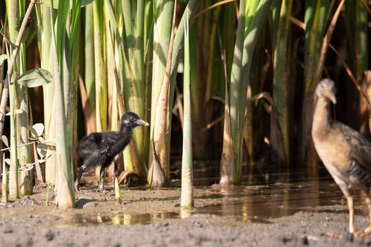 Image of Mangrove Rail