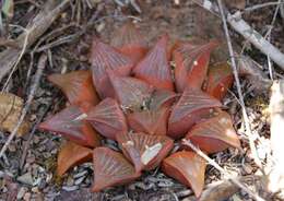 Haworthia retusa (L.) Duval resmi