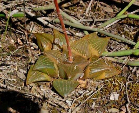 Haworthia retusa (L.) Duval resmi