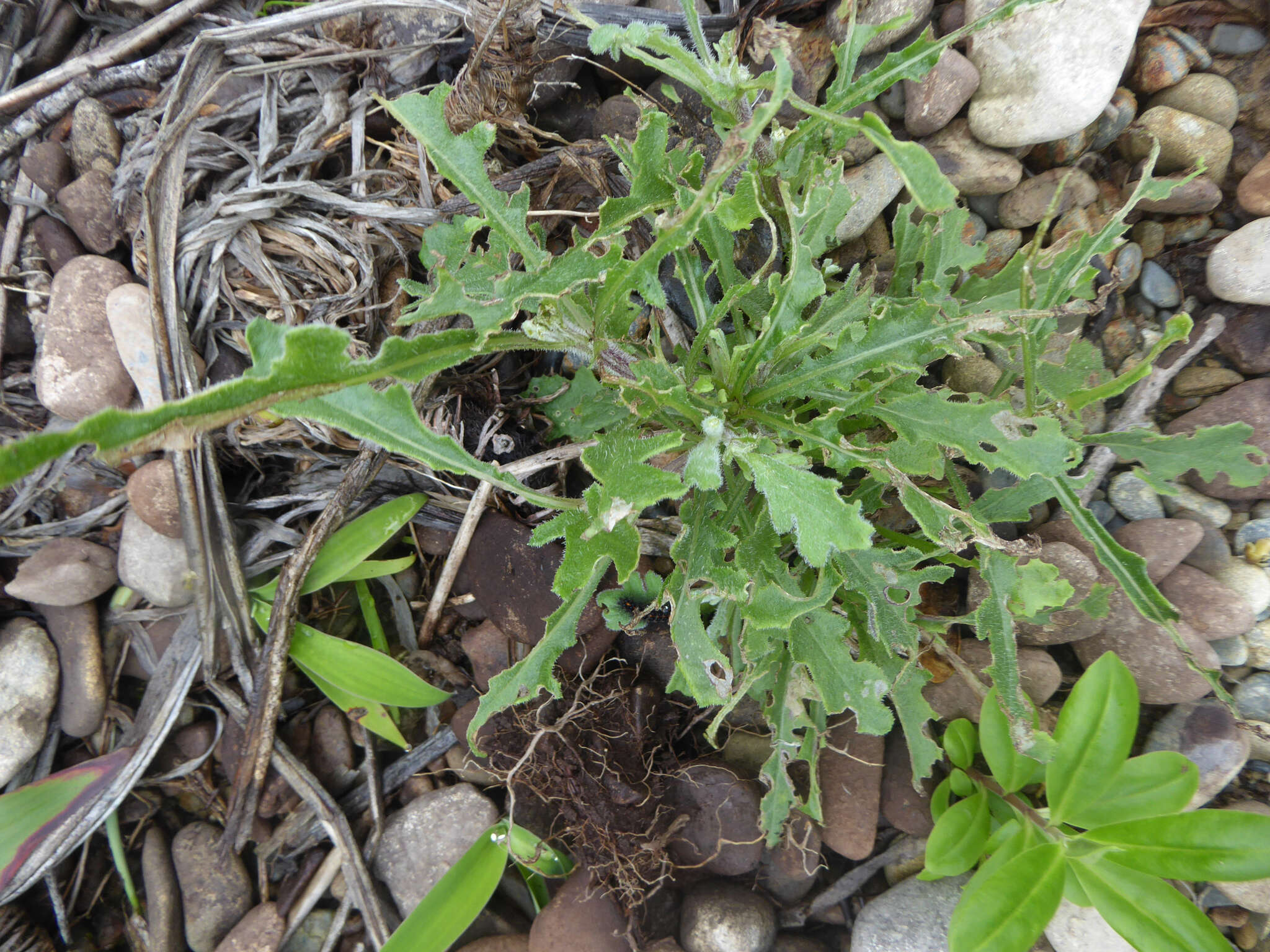 Sivun Senecio glomeratus subsp. glomeratus kuva