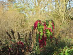 Imagem de Amaranthus caudatus L.