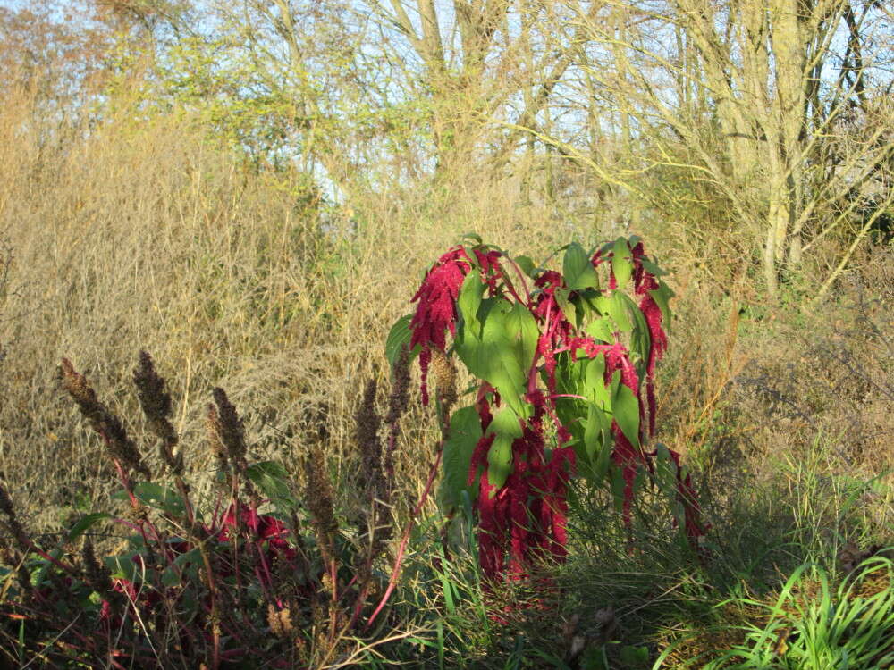 Imagem de Amaranthus caudatus L.