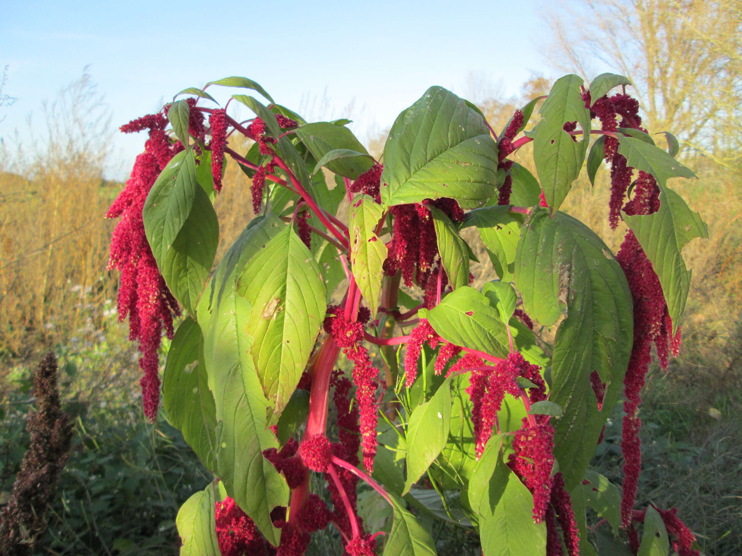 Imagem de Amaranthus caudatus L.