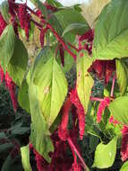 Imagem de Amaranthus caudatus L.