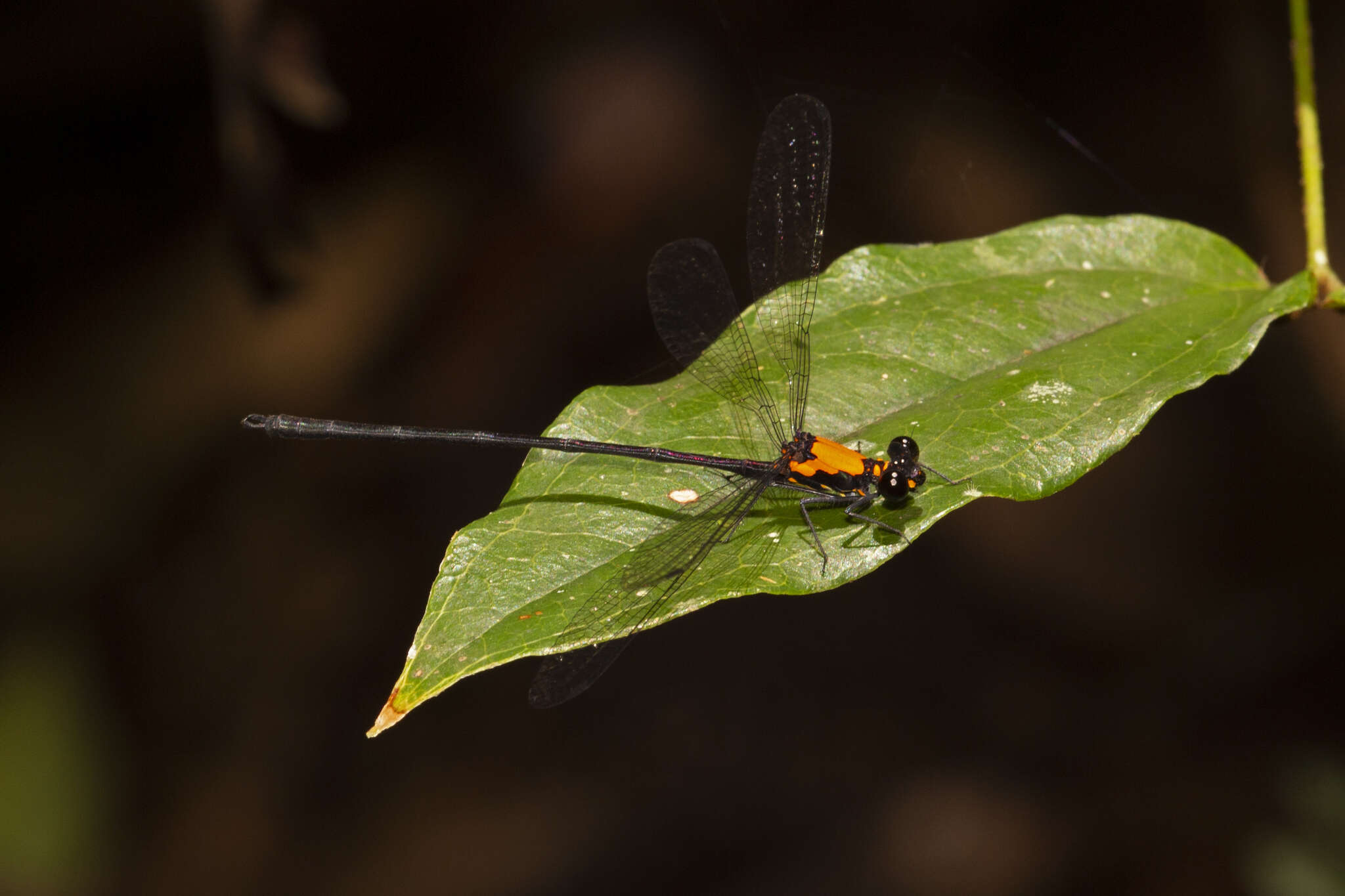 Image de Austroargiolestes chrysoides (Tillyard 1913)