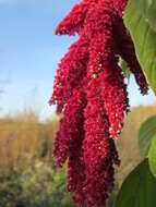 Imagem de Amaranthus caudatus L.