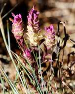 Image of cryptantha owl's-clover