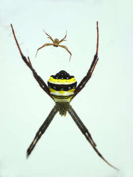 Image of Argiope pulchella Thorell 1881