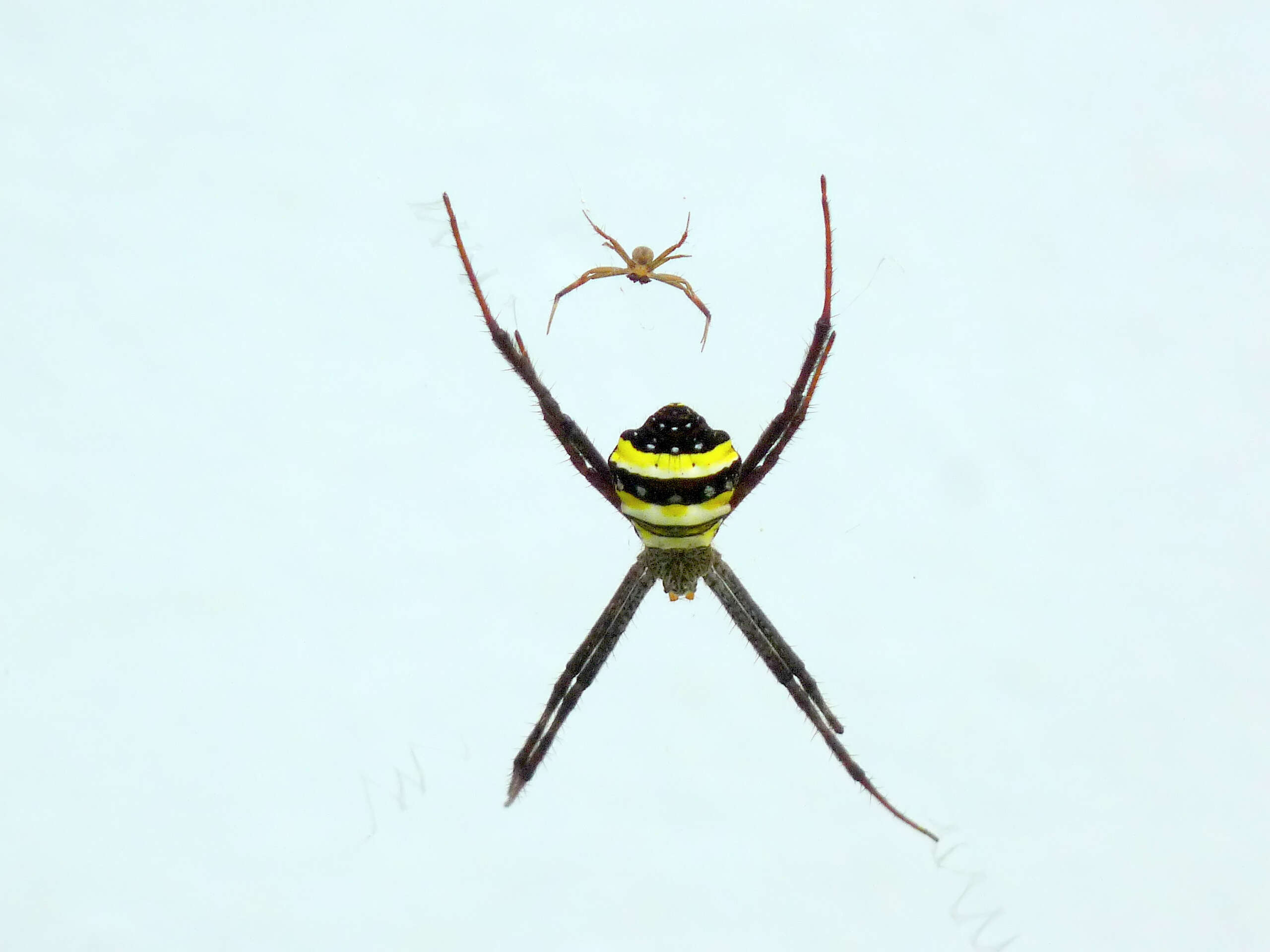 Image of Argiope pulchella Thorell 1881