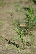 Image de Penstemon hirsutus (L.) Willd.