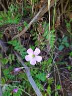 Imagem de Oxalis bifida Thunb.