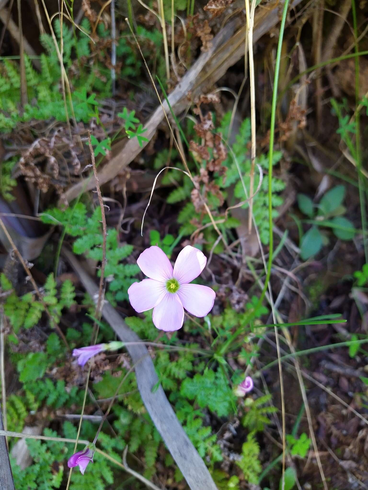 Sivun Oxalis bifida Thunb. kuva