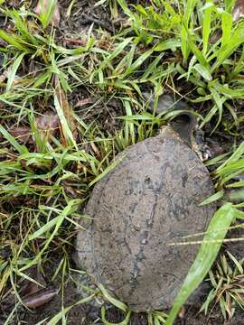 Image of Giant Snake-necked Turtle