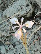 Image of Moraea simulans Baker