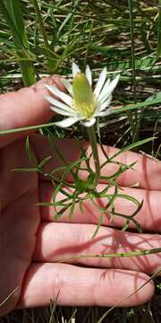 Image of Anemone decapetala Ard.