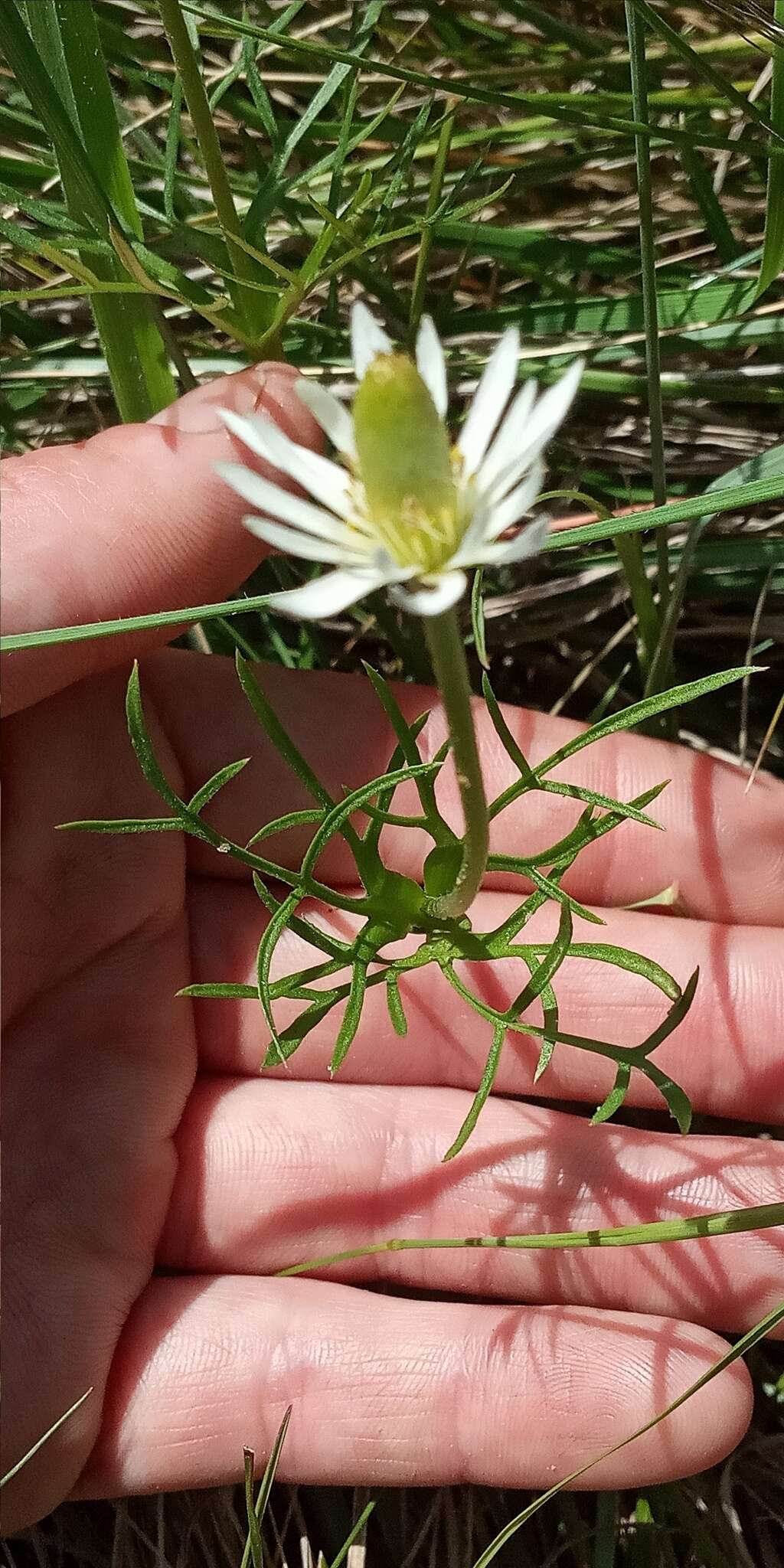 Imagem de Anemone decapetala Ard.