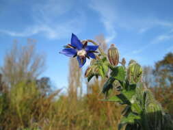 Image of borage