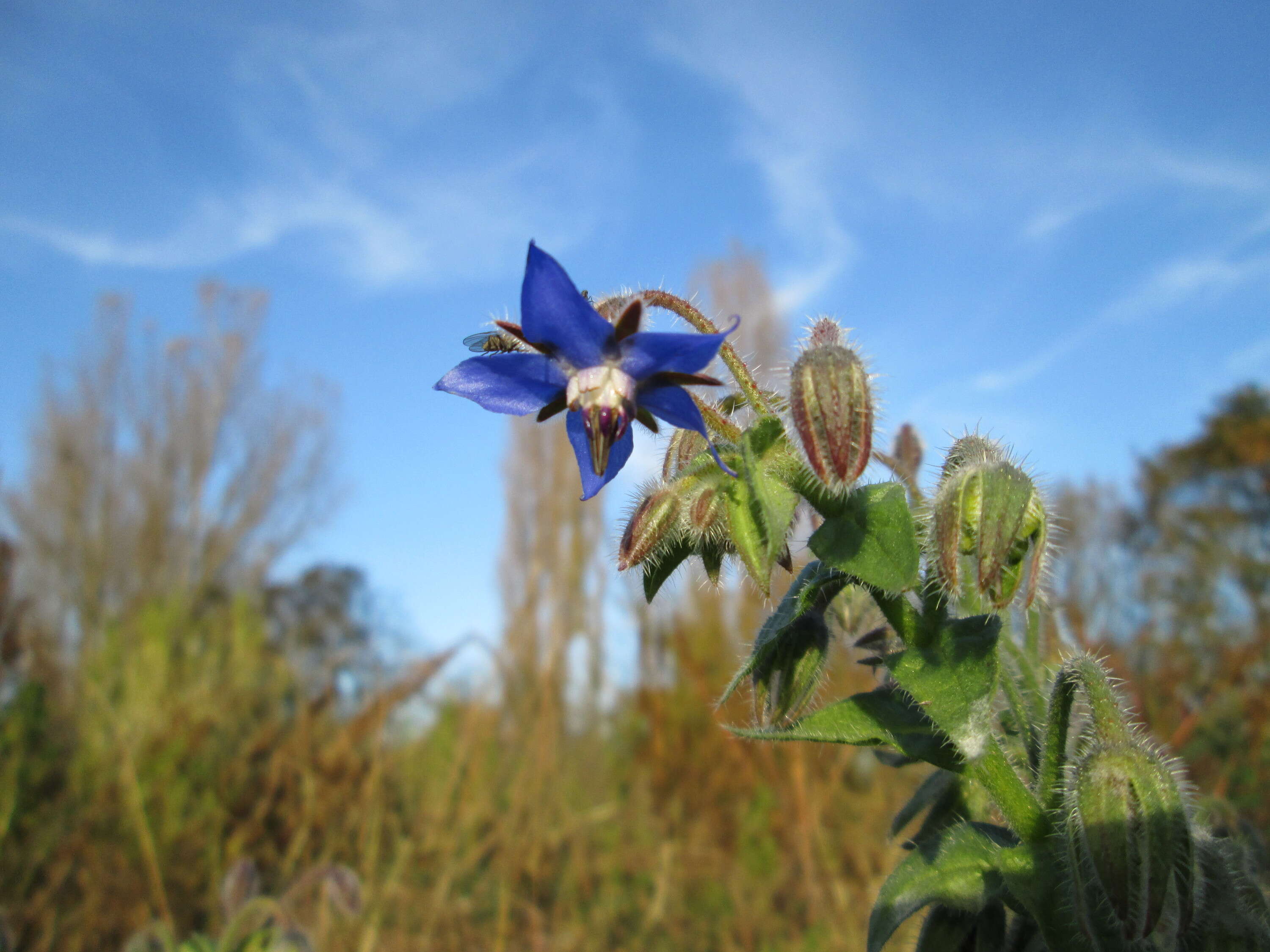 Image of borage