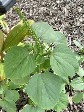 Acalypha setosa A. Rich.的圖片