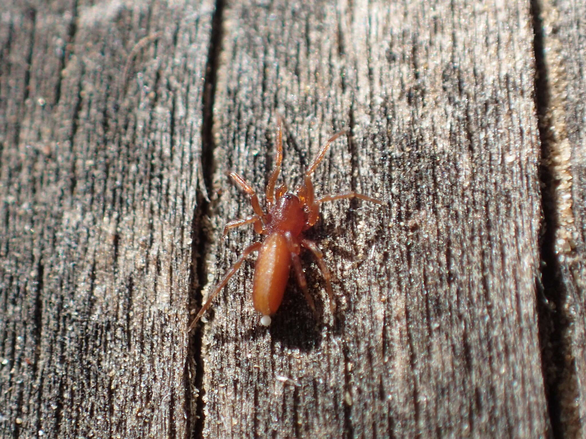 Image of Escaphiella hespera (Chamberlin 1924)