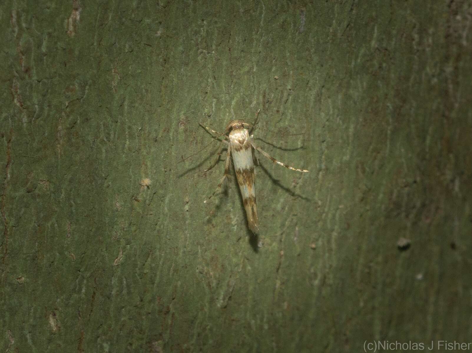 Слика од Stathmopoda tritophaea Turner 1917