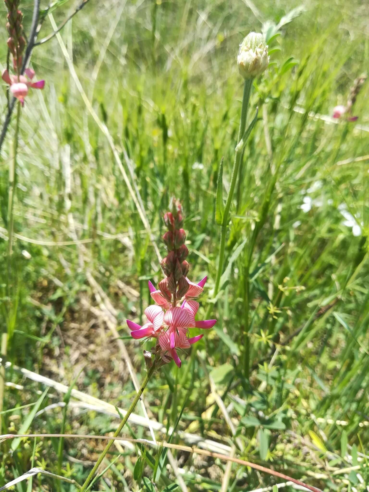 Imagem de Onobrychis oxyodonta Boiss.