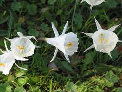 Image de Narcissus cantabricus DC.