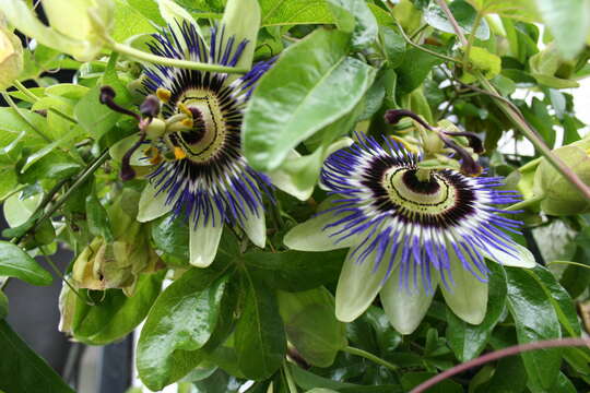 Image de Passiflora caerulea L.