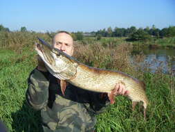 Image of Northern pike