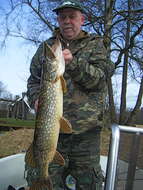 Image of Northern pike