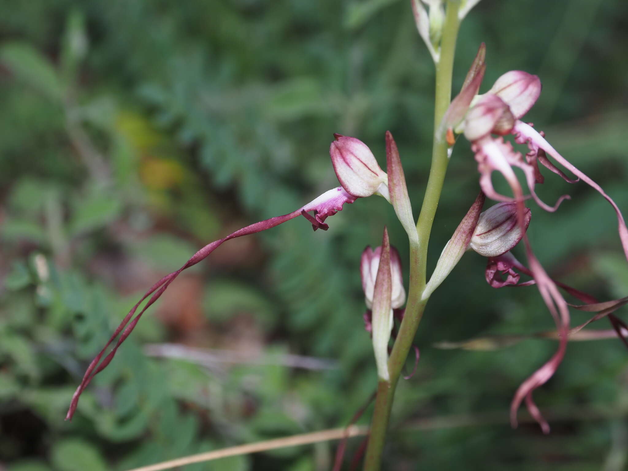 Himantoglossum caprinum subsp. jankae (Somlyay, Kreutz & Óvári) R. M. Bateman, Molnar & Sramkó resmi