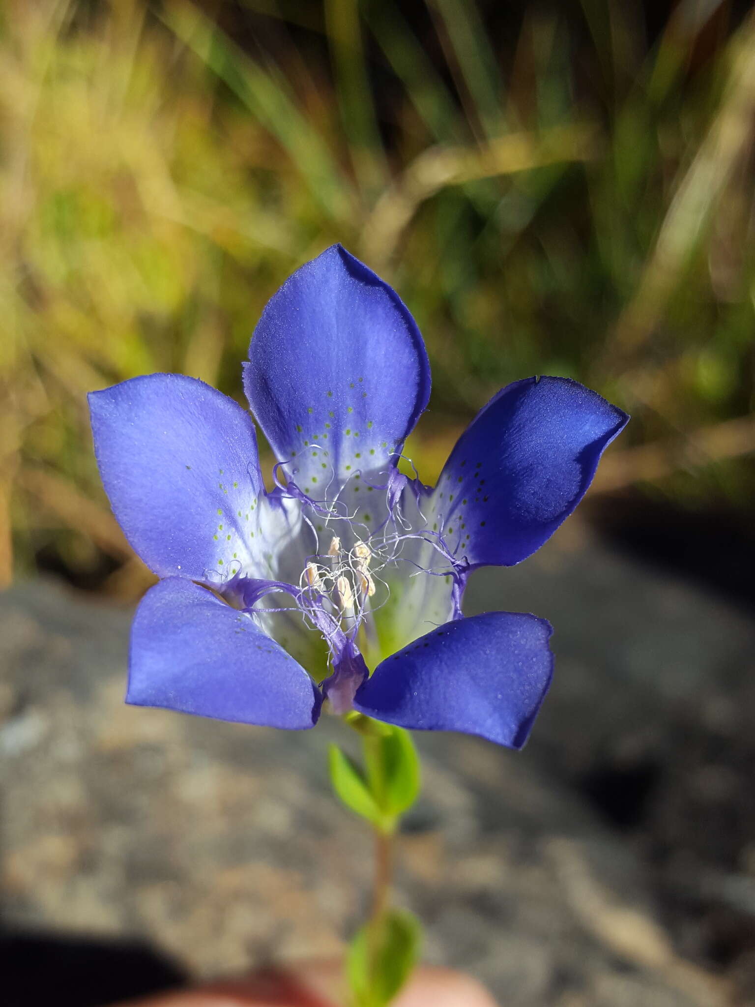 Image of Mendocino gentian