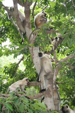 Image of Dussumier's Malabar Langur