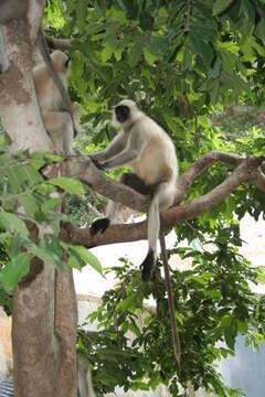 Image of Dussumier's Malabar Langur