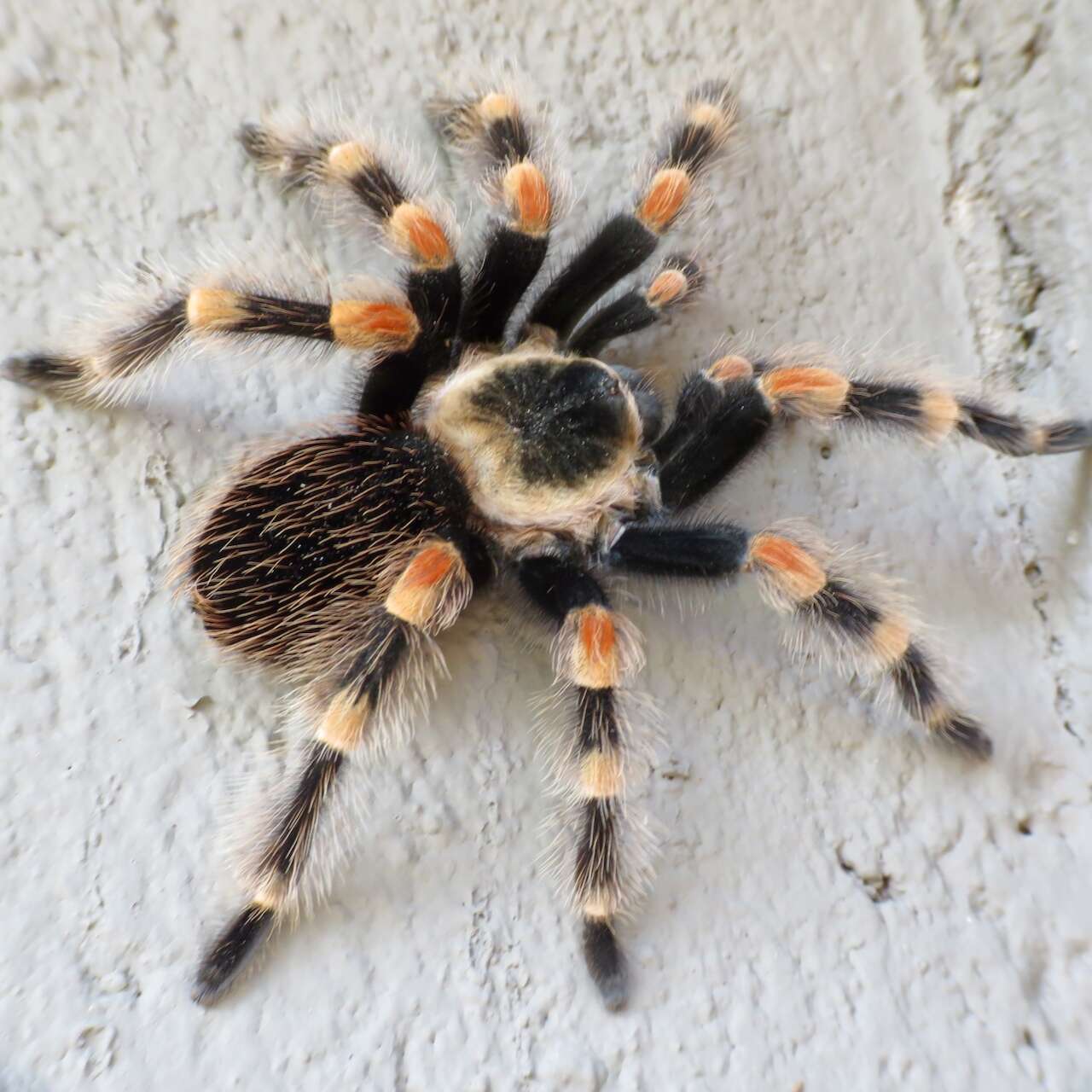 Image of Mexican Red Knee Tarantula