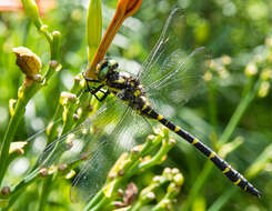 Image of Green-eyed Hooktail