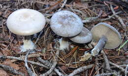 Image of Clitocybe glacialis Redhead, Ammirati, Norvell & M. T. Seidl 2000