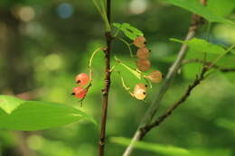 Image of Ribes latifolium Jancz.