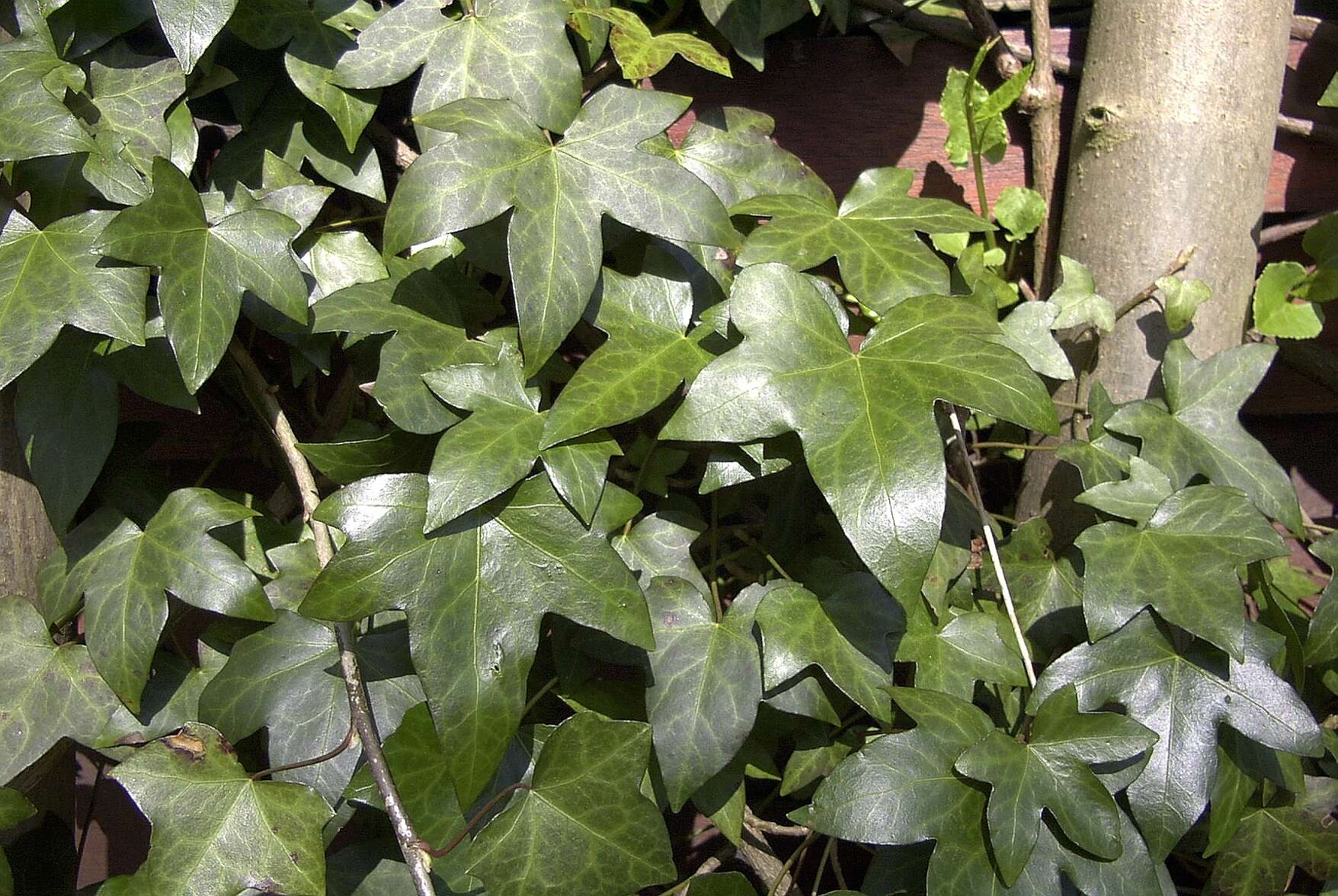 Image of English ivy