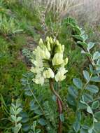 Astragalus lentiginosus var. nigricalycis M. E. Jones的圖片