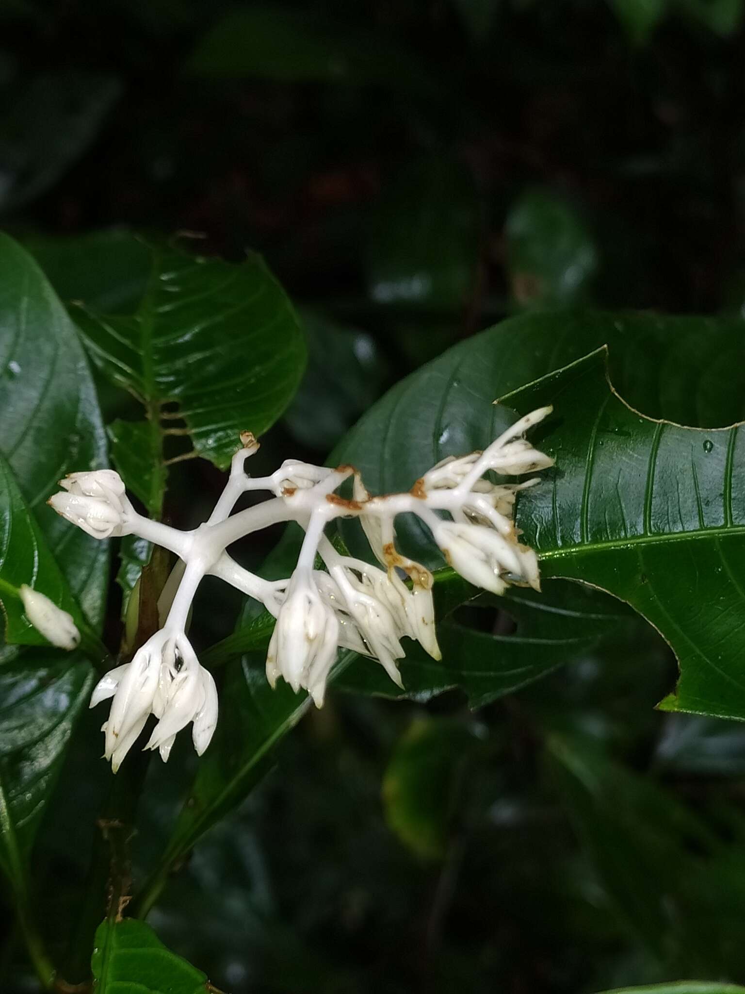 Image of Palicourea violacea (Aubl.) A. Rich.