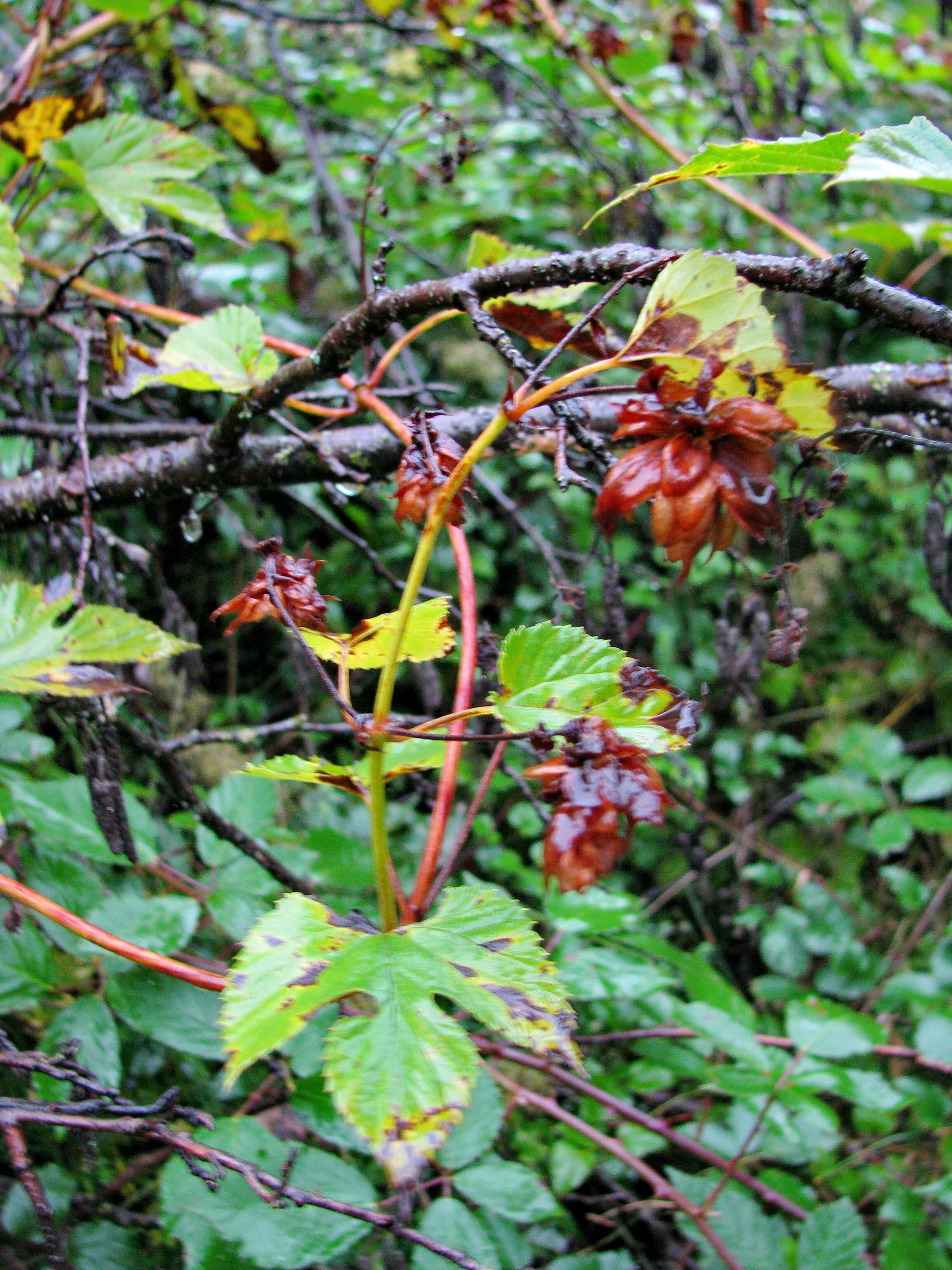 Image of common hop