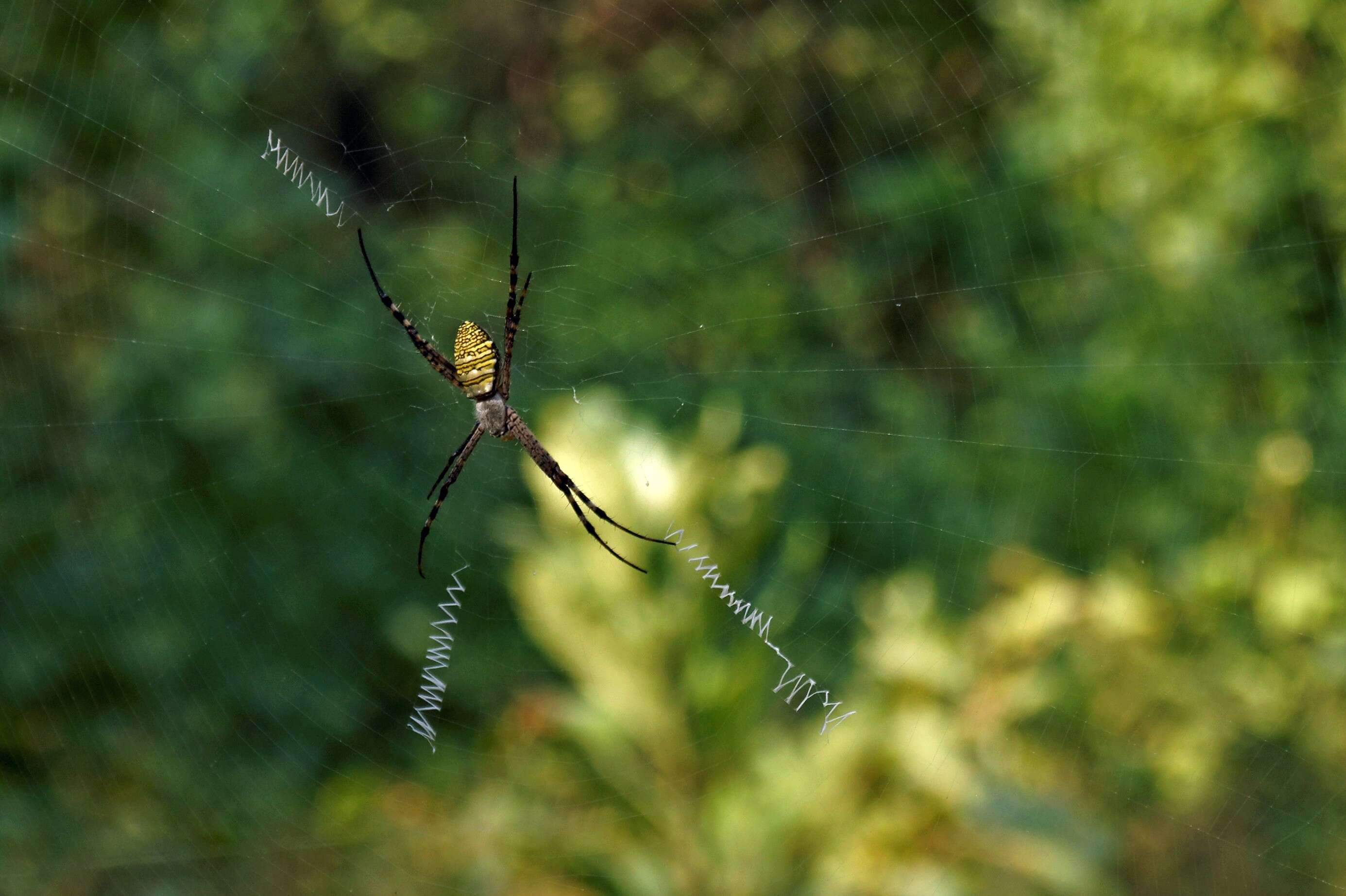 Image of Oval St Andrew's Cross Spider