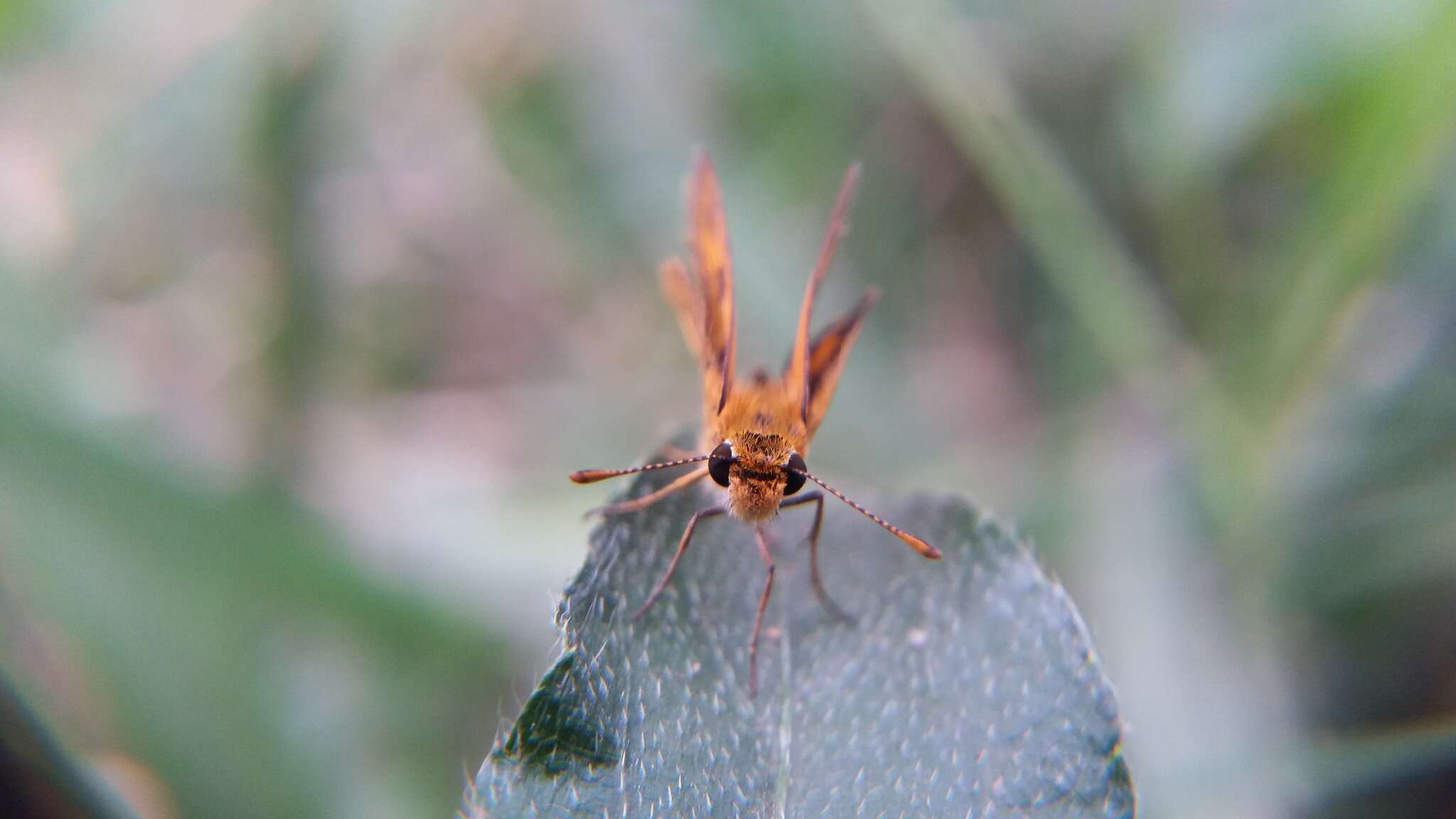 Image of Taractrocera archias Felder & Felder 1860