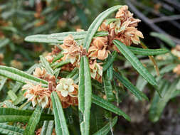 Image of Lasiopetalum ferrugineum var. ferrugineum